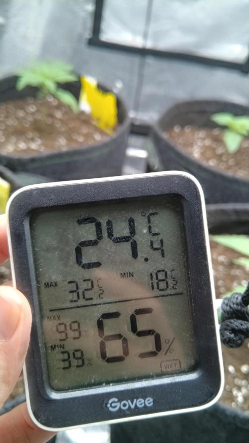 Frühlings Grow. Week 2