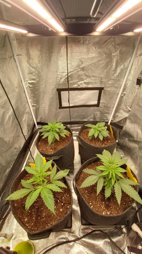 Frühlings Grow. Week 3