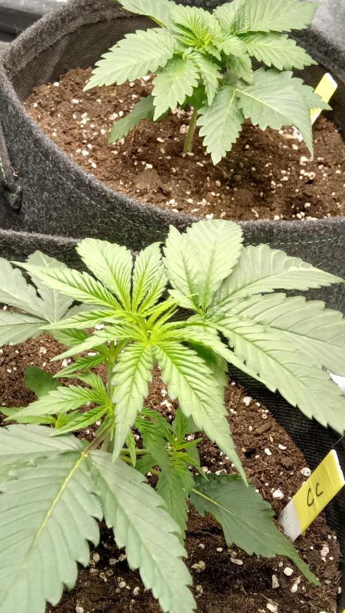 Frühlings Grow. Week 3