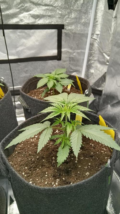 Frühlings Grow. Week 3