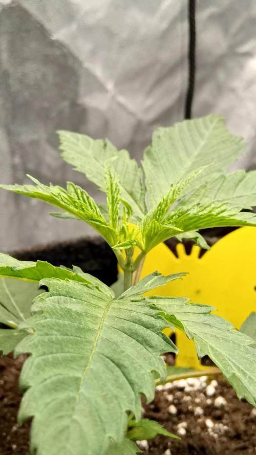 Frühlings Grow. Week 3