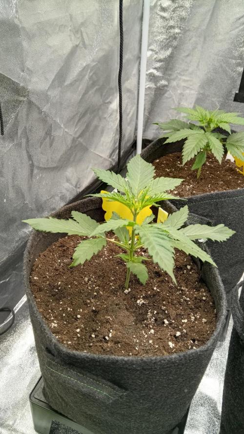 Frühlings Grow. Week 3