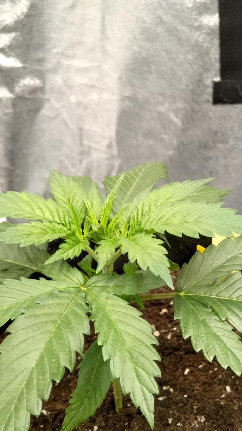 Frühlings Grow. Week 3