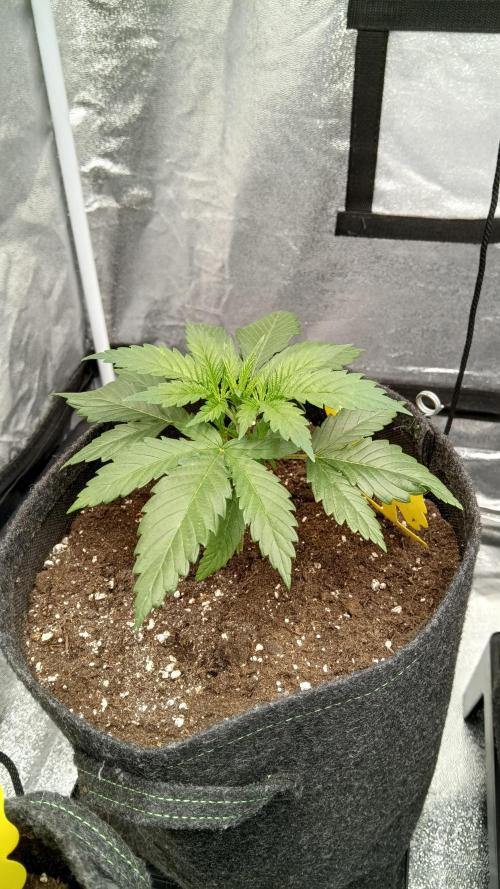 Frühlings Grow. Week 3