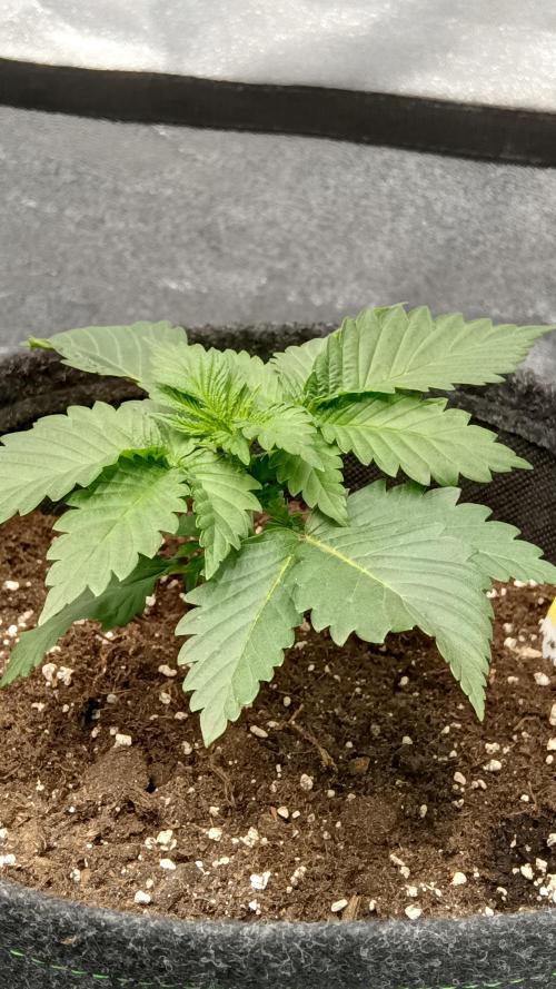 Frühlings Grow. Week 3