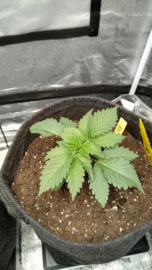 Frühlings Grow. Week 3
