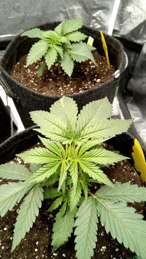 Frühlings Grow. Week 3