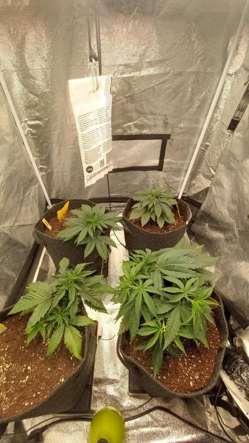 Frühlings Grow. Week 4