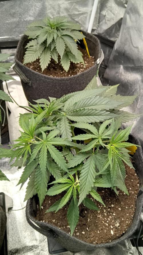 Frühlings Grow. Week 4