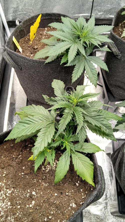 Frühlings Grow. Week 4