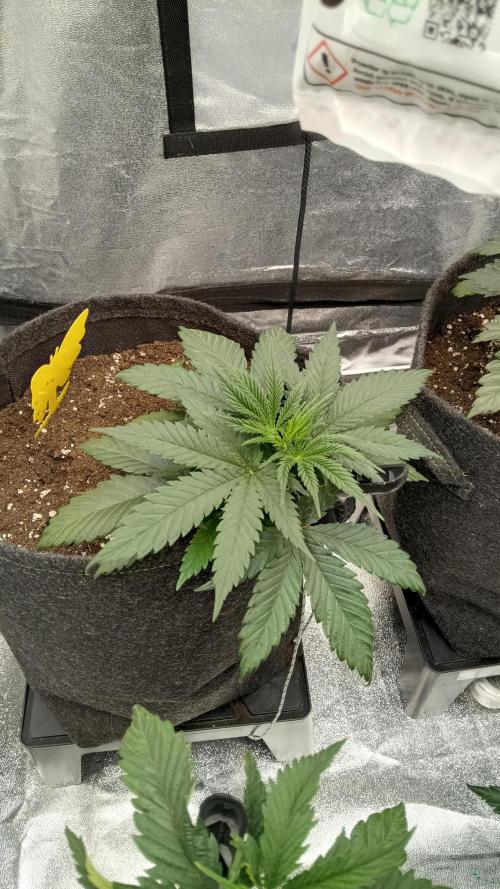 Frühlings Grow. Week 4