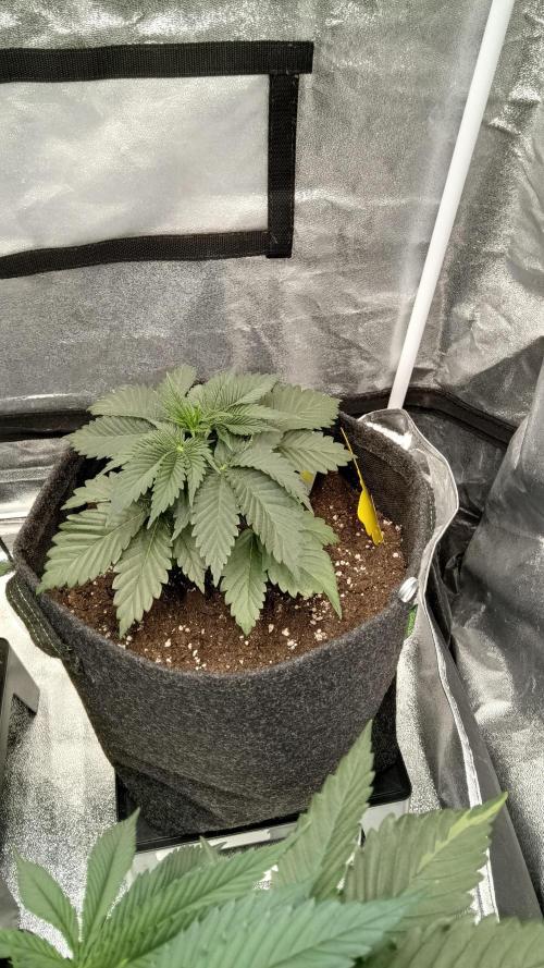 Frühlings Grow. Week 4