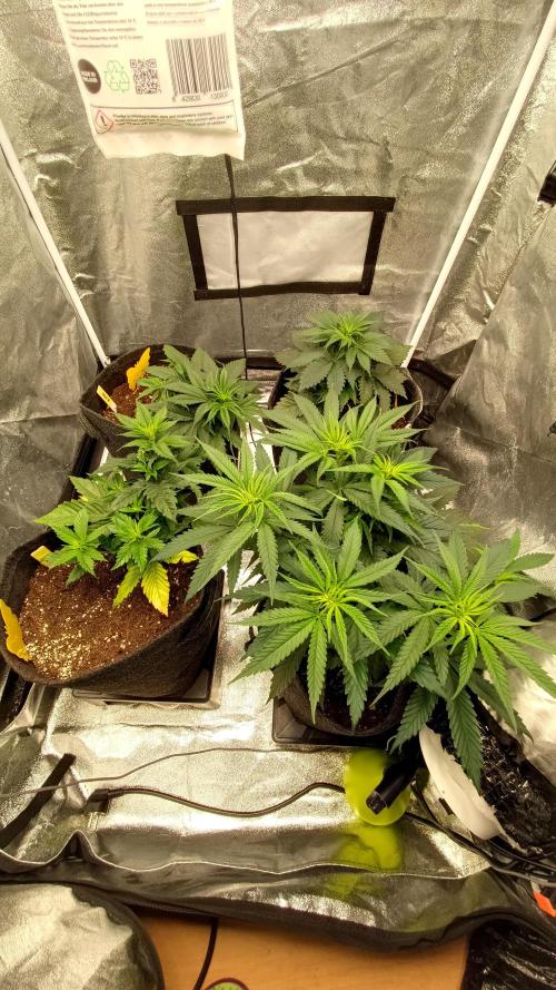 Frühlings Grow. Week 5