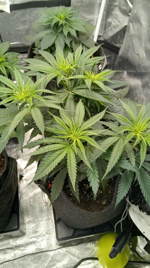 Frühlings Grow. Week 5