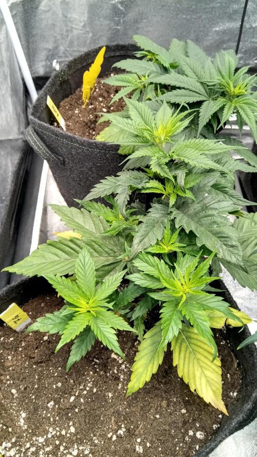 Frühlings Grow. Week 5