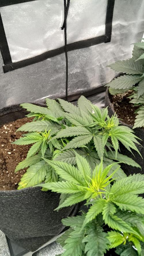 Frühlings Grow. Week 5