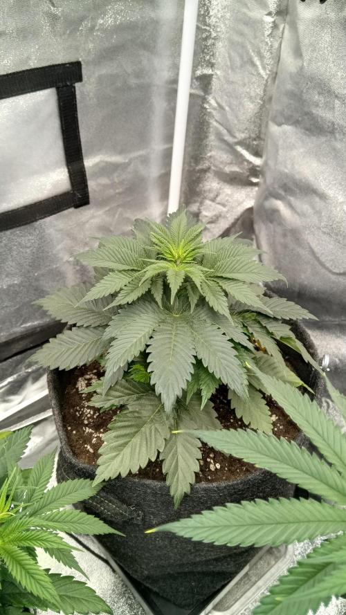 Frühlings Grow. Week 5