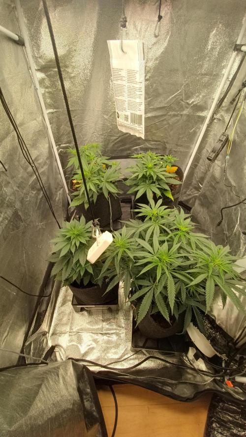 Frühlings Grow. Week 6
