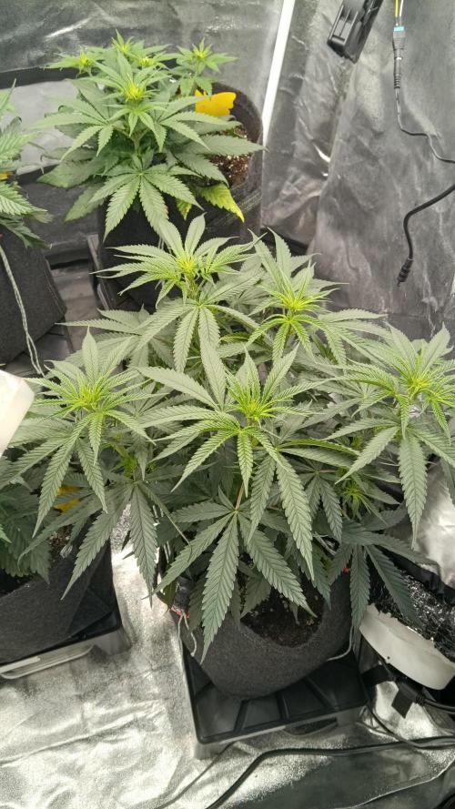 Frühlings Grow. Week 6