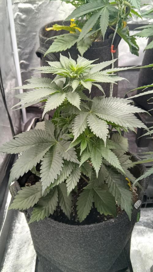 Frühlings Grow. Week 6