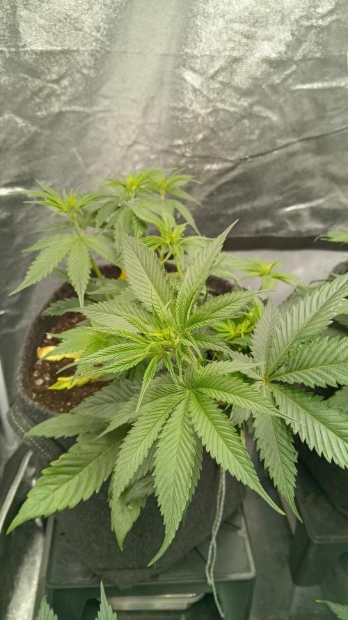 Frühlings Grow. Week 6