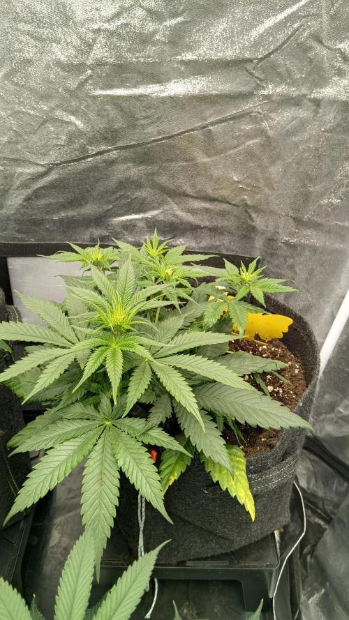Frühlings Grow. Week 6