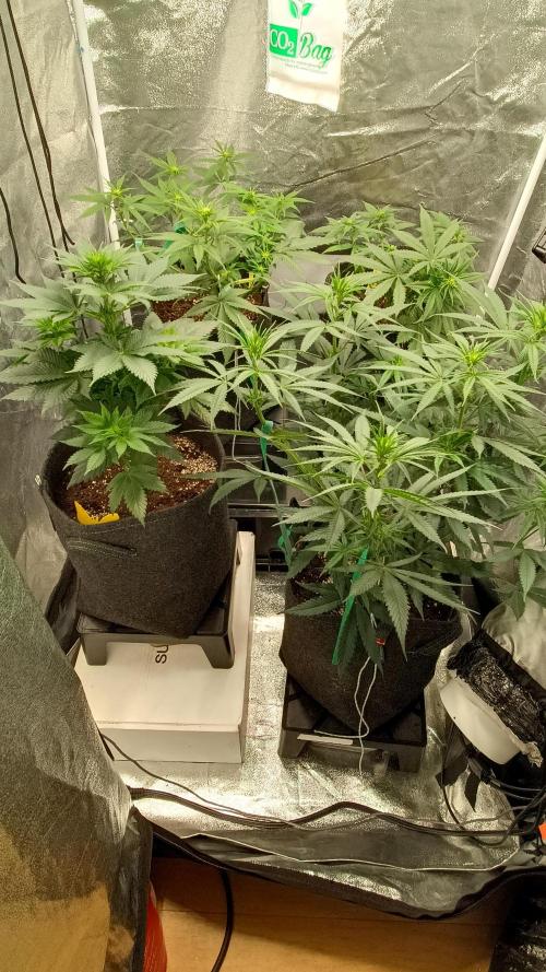 Frühlings Grow. Week 7