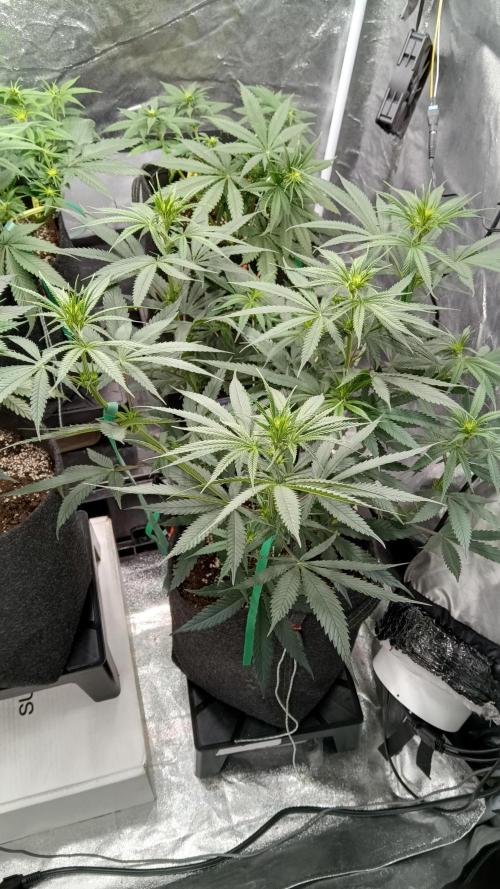 Frühlings Grow. Week 7