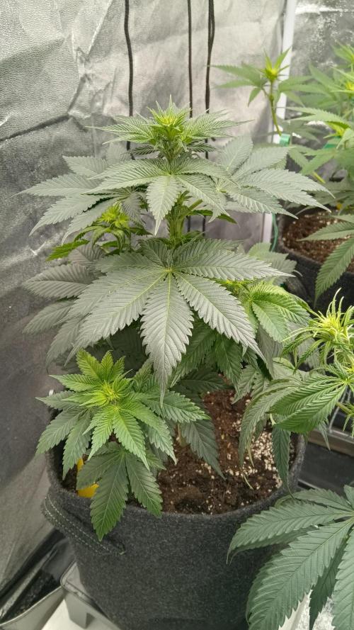 Frühlings Grow. Week 7