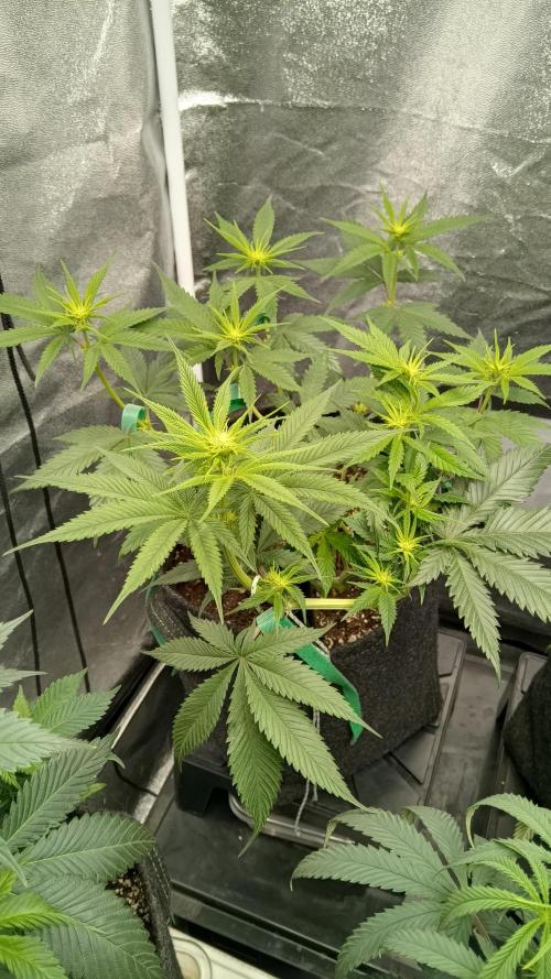 Frühlings Grow. Week 7