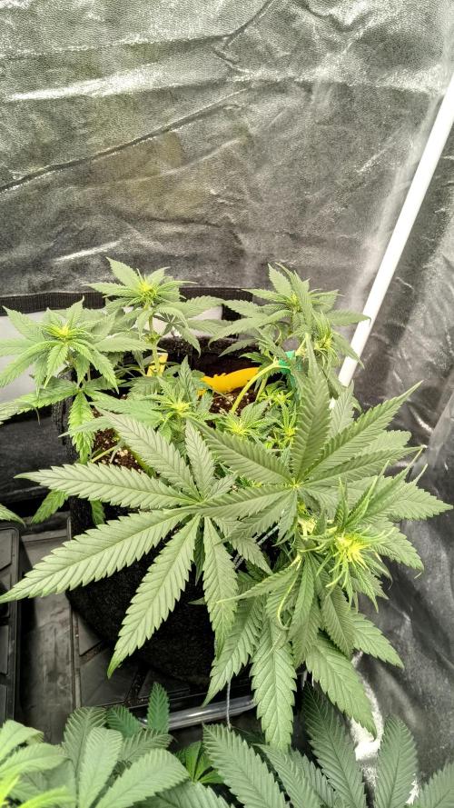 Frühlings Grow. Week 7