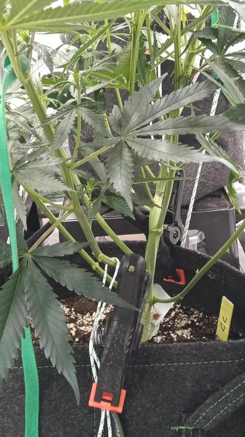 Frühlings Grow. Week 7