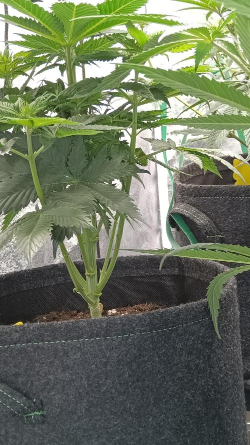 Frühlings Grow. Week 7