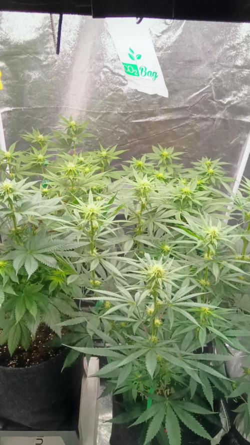 Frühlings Grow