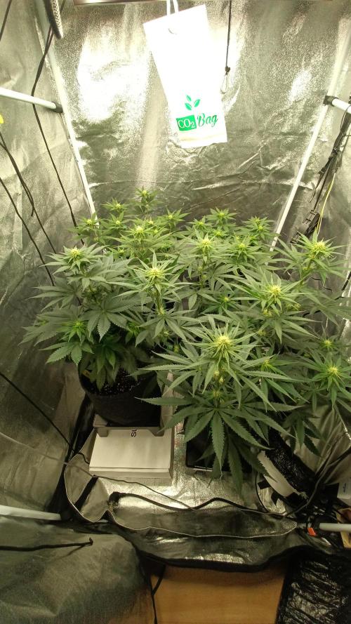 Frühlings Grow. Week 8