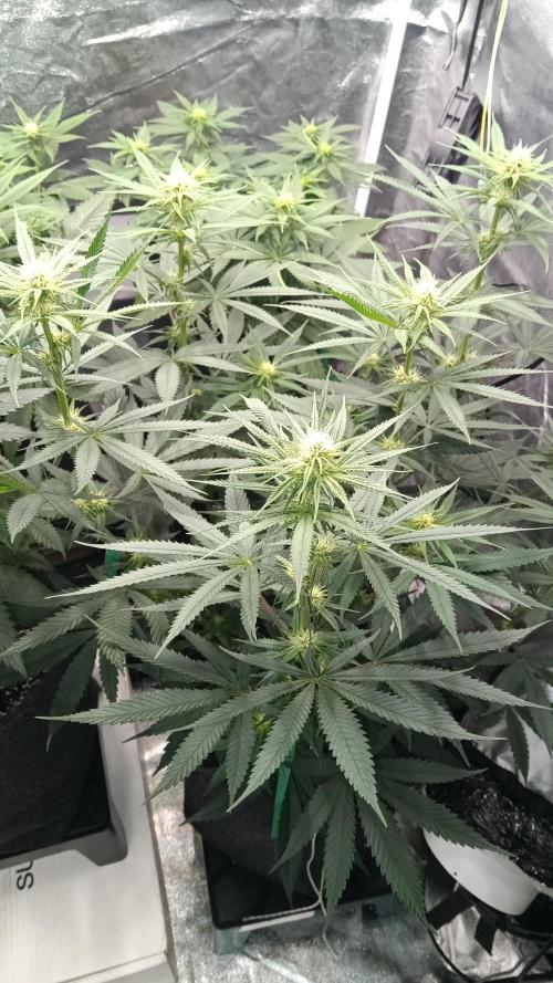 Frühlings Grow. Week 8