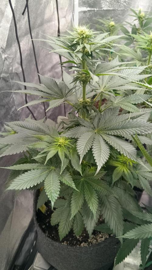 Frühlings Grow. Week 8