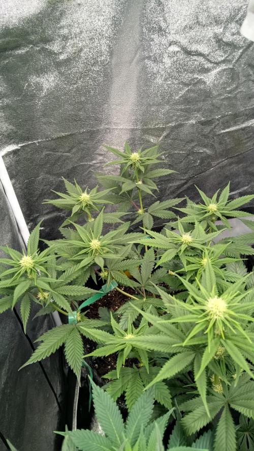 Frühlings Grow. Week 8