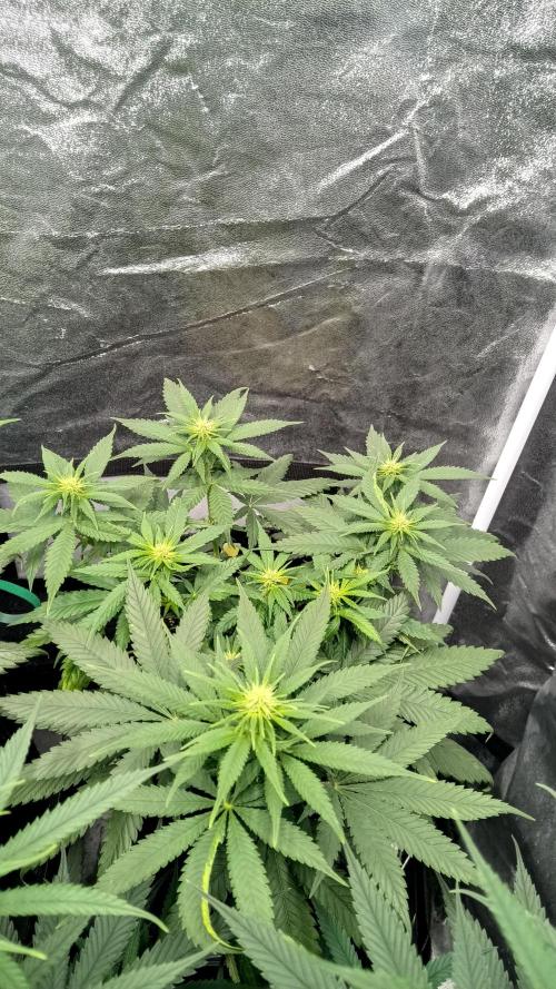 Frühlings Grow. Week 8