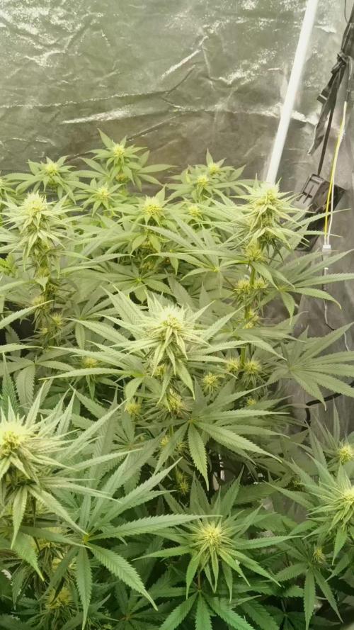 Frühlings Grow