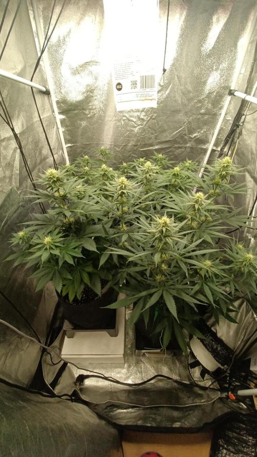 Frühlings Grow. Week 9
