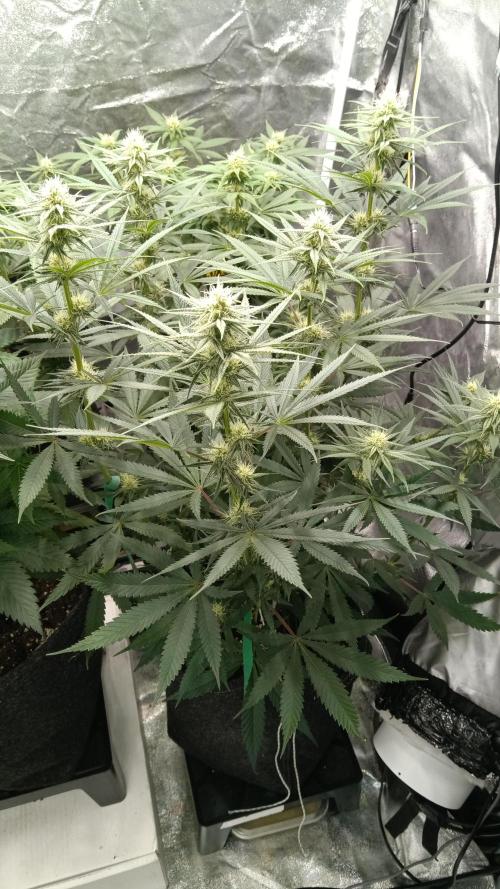 Frühlings Grow. Week 9