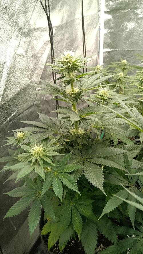 Frühlings Grow. Week 9