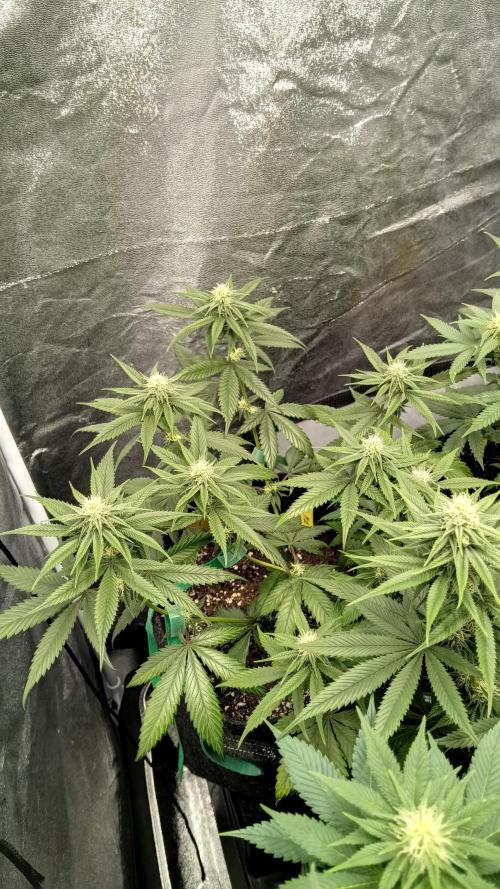 Frühlings Grow. Week 9