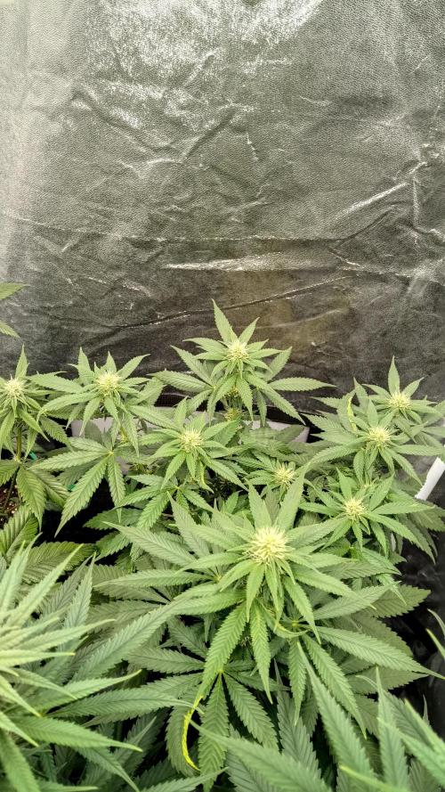 Frühlings Grow. Week 9
