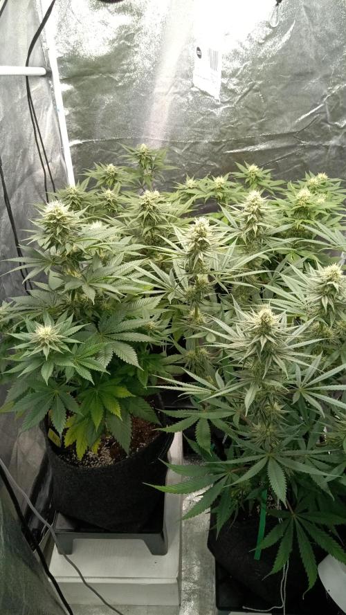 Frühlings Grow. Week 10