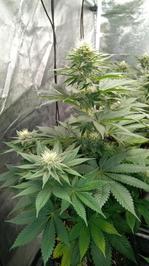 Frühlings Grow. Week 10