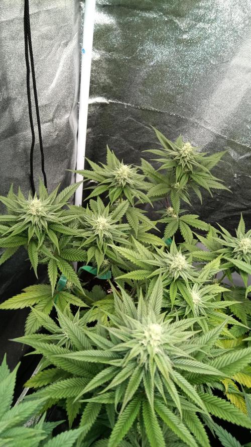 Frühlings Grow. Week 10