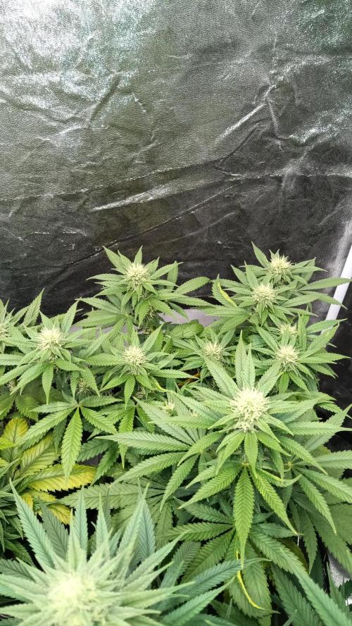 Frühlings Grow. Week 10