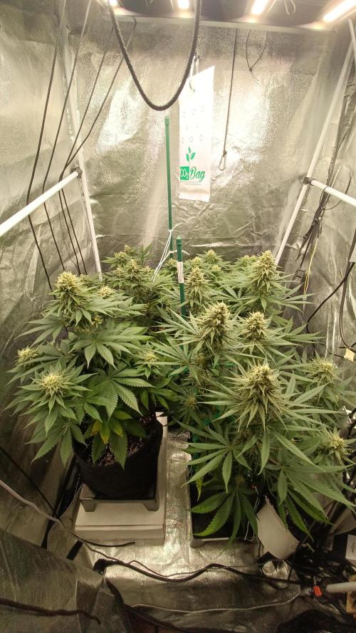 Frühlings Grow. Week 11